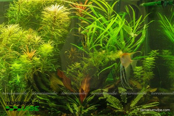 Cây Hồ Liễu 2 Hồ Liễu loài cây châu Á nhiệt đới, thường mọc ở ven sông suối