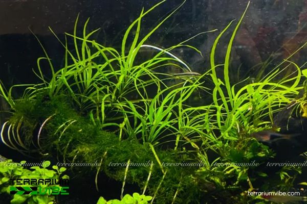 Cây Hồ Liễu 3 Hồ Liễu trong terrarium dễ thích nghi, thường trồng làm hậu cảnh