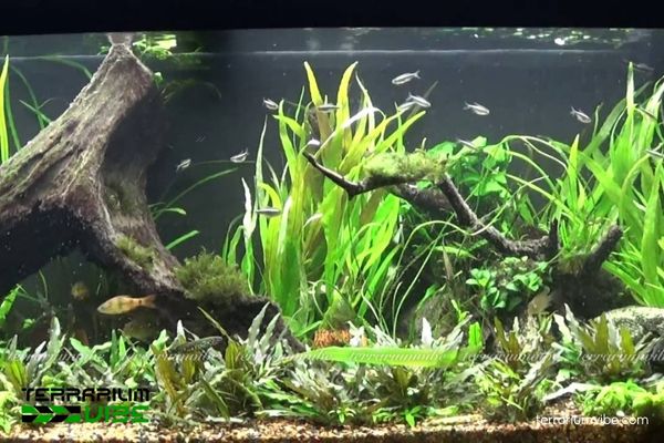 Cây Hồ Liễu 4 Hồ Liễu trong terrarium cần ánh sáng gián tiếp, độ ẩm cao, nền dinh dưỡng tốt