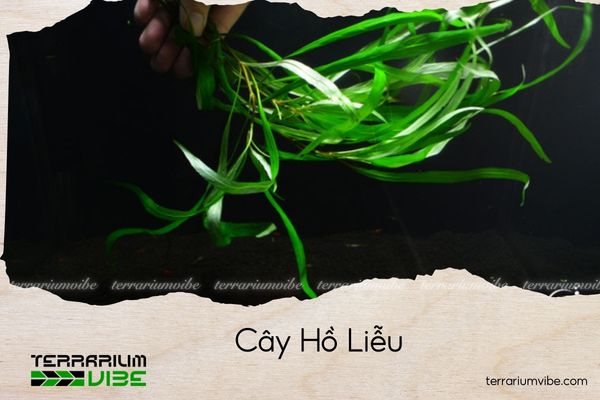 cay-ho-lieu cây hồ liễu