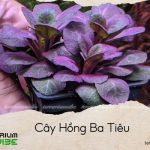 cây hồng ba tiêu