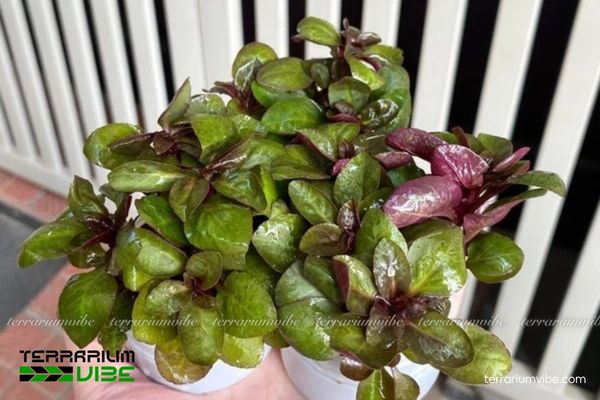 Cây Hồng Ba Tiêu 2 Hồng Ba Tiêu là loài thủy sinh Bắc Mỹ ưa đất ẩm và cả bán cạn