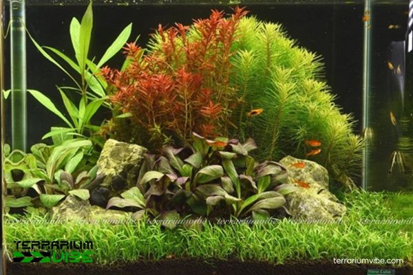 Cây Hồng Ba Tiêu 4 Hồng Ba Tiêu cần ánh sáng vừa cao, nền giàu dinh dưỡng, độ ẩm ổn định