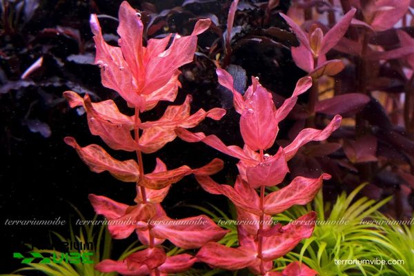 Cây Hồng Hồ Điệp 1 Phân loại học và hình dáng của cây Hồng Hồ Điệp