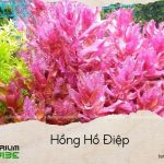 cây hồng hồ điệp