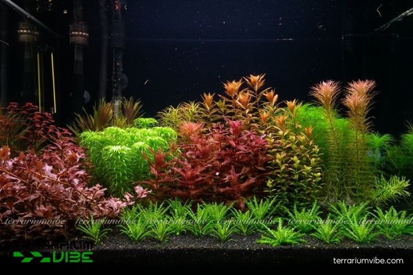 Cây Hồng Hồ Điệp 3 Hồng Hồ Điệp ưa sáng mạnh, nước giàu dinh dưỡng, thích hợp Paludarium