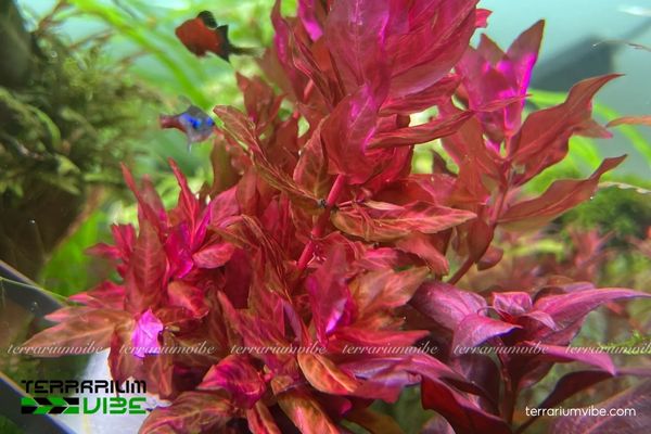 Cây Hồng Hồ Điệp 4 Hồng Hồ Điệp cần sáng mạnh, CO₂, dinh dưỡng đầy đủ và nước ổn định