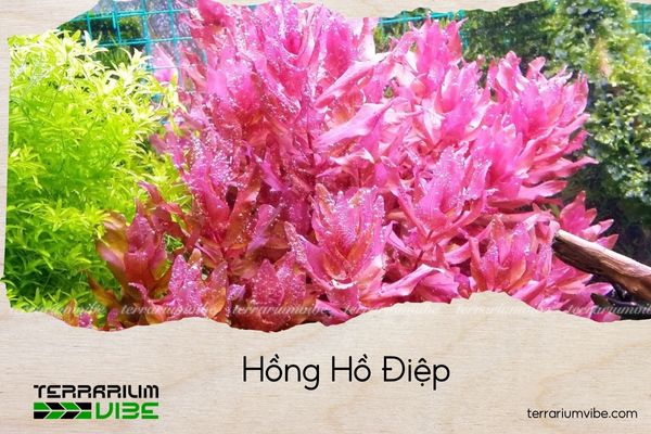 cay-hong-ho-diep cây hồng hồ điệp