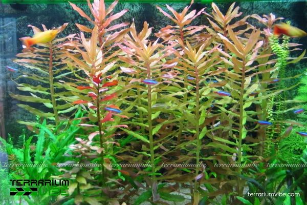 Cây Hồng Liễu 1 Phân loại học và đặc điểm sinh học của cây Hồng Liễu