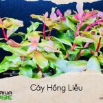 Hồng Liễu là cây thủy sinh Tây Phi, ưa ánh sáng và dinh dưỡng đầy đủ