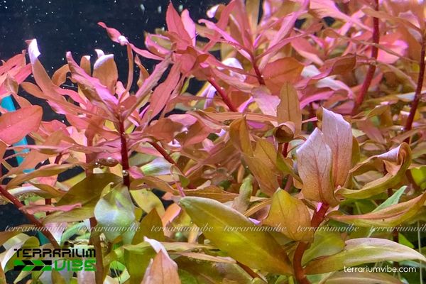 Cây Hồng Liễu 2 Hồng Liễu là cây thủy sinh Tây Phi, ưa ánh sáng và dinh dưỡng đầy đủ