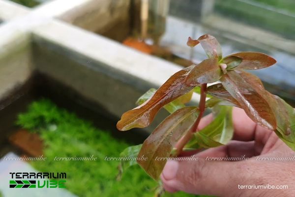 Cây Hồng Liễu 3 Hồng Liễu trong terrarium ưa ẩm, ánh sáng, phối hợp cây thủy sinh
