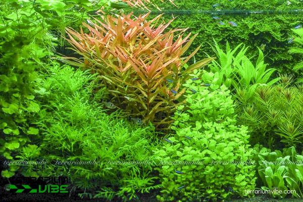 Cây Hồng Liễu 4 Hồng Liễu trong terrarium ưa ánh sáng mạnh, bổ sung dinh dưỡng
