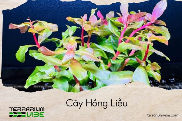 cay-hong-lieu Hồng Liễu là cây thủy sinh Tây Phi, ưa ánh sáng và dinh dưỡng đầy đủ