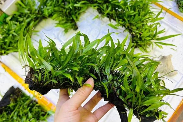 Cây Huệ Nước 1 Phân loại học và đặc điểm hình thái của cây Huệ Nước