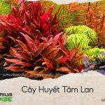 cây huyết tâm lan