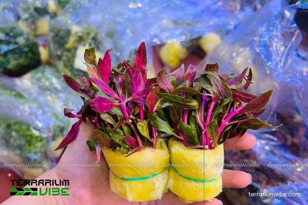 Cây Huyết Tâm Lan 2 Huyết Tâm Lan là loài cây Nam Mỹ, thường mọc ven sông suối