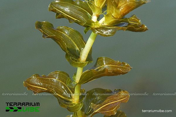 Cây Lá Mía 1 Phân loại học và đặc điểm hình thái của cây Lá Mía