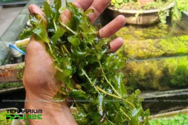 Cây Lá Mía 3 Cây Lá Mía dễ chăm sóc và có khả năng thích nghi cao