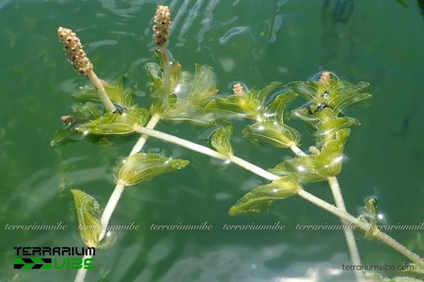 Cây Lá Mía 4 Chú ý một số yêu tố môi trường khi chăm sóc cây Lá Mía trong terrarium Vibe