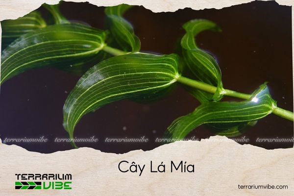 cay-la-mia cây lá mía