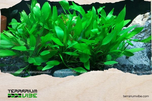 Cây Lan Nước thủy sinh 1 Lan nước nổi bật với bộ hình lưỡi mác xanh mướt, dễ trồng và thích nghi tốt trong môi trường nước