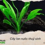 Cây Lan Nước thuỷ sinh