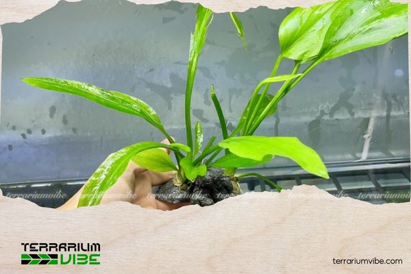 Cây Lan Nước thủy sinh 2 Cây Lan nước bắt nguồn từ khu vực rừng rậm Amazon, Nam Mỹ