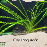 cây láng xoắn