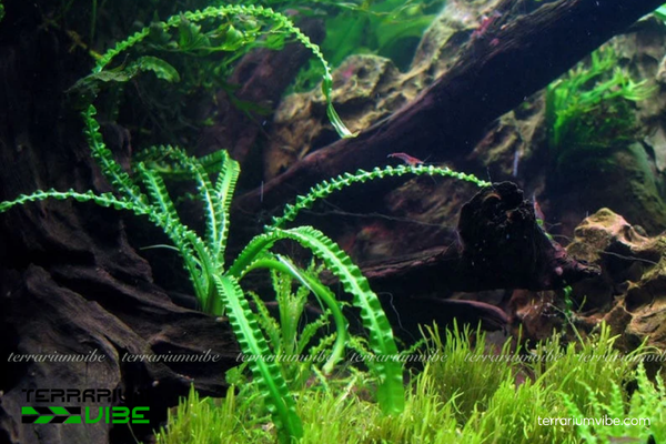 Cây Láng Xoắn 3 Cây Láng Xoắn là lá dài uốn cong, hợp terrarium thủy sinh và bán cạn