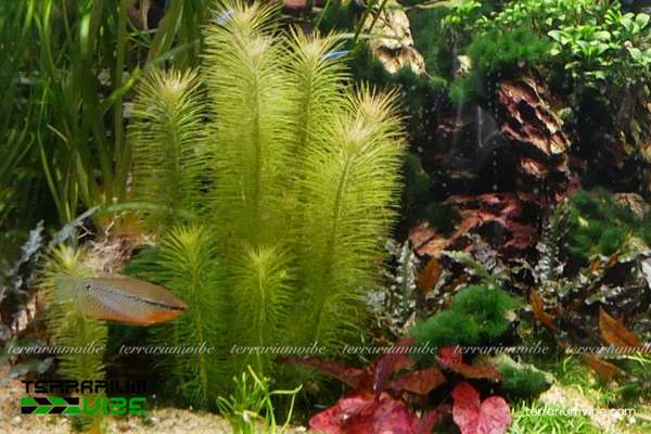 Cây Liễu Bông 1 Đặc điểm hình thái sinh học của cây Liễu Bông