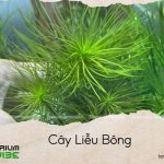 câu liễu bông