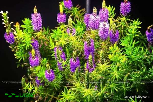 Cây Liễu Bông 2 Liễu Bông có nguồn gốc Ấn Độ, ưa vùng đất ẩm, ánh sáng dồi dào