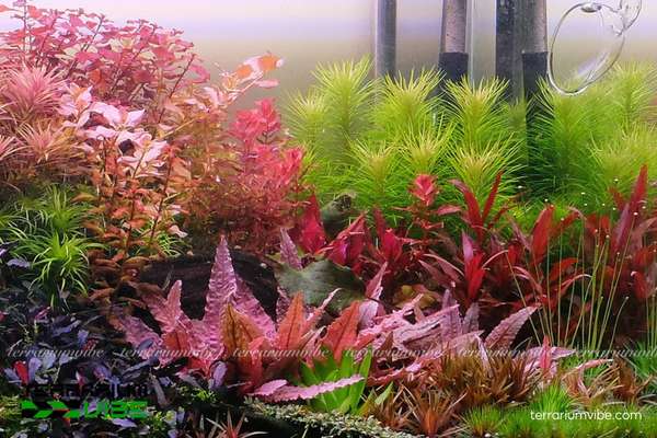 Cây Liễu Bông 3 Liễu Bông phát triển nhanh trong terrarium mở hoặc bán mở