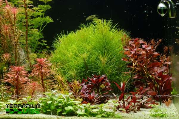 Cây Liễu Bông 4 Điều kiện chăm sóc Liễu Bông cơ bản trong terrarium