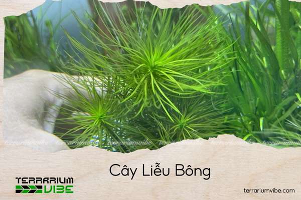 cay-lieu-bong câu liễu bông