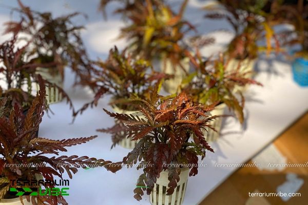 Cây Liễu Đỏ Răng Cưa 1 Hình Thái và Phân Loại học của cây Liêu Đỏ Răng Cưa