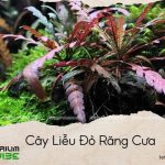 cây liễu đỏ răng cưa
