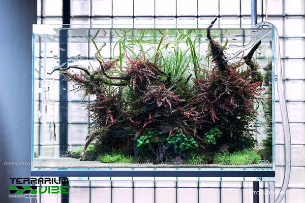 Cây Liễu Đỏ Răng Cưa 4 Liễu Đỏ Răng Cưa cần sáng trung–cao, nền giàu dinh dưỡng, giữ ẩm tốt