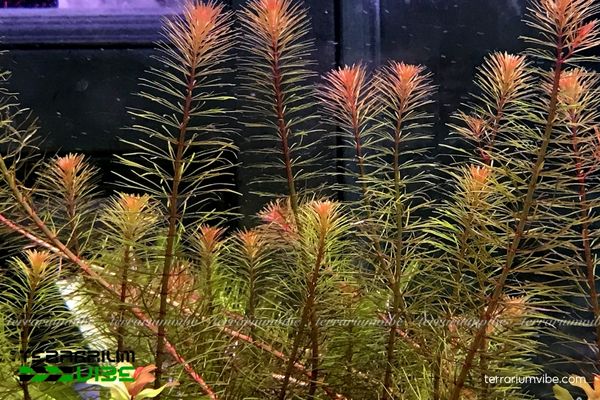 Cây Luân Thảo Đỏ 1 Tìm hiểu phân loại học về cây Luân Thảo Đỏ