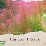 cây luân thảo đỏ
