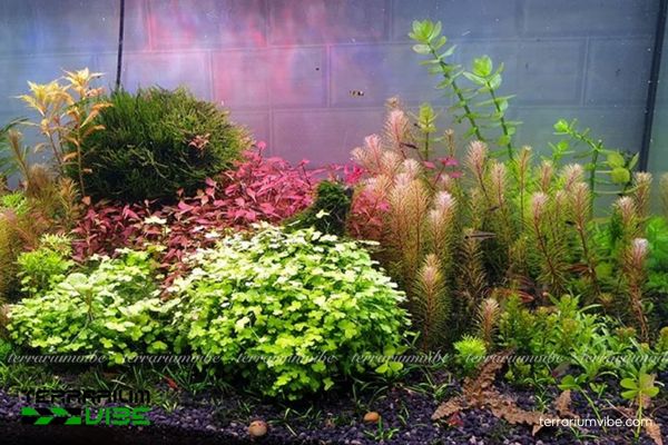 Cây Luân Thảo Đỏ 4 Điều kiện chăm sóc cây Luân Thảo Đỏ trong terrarium