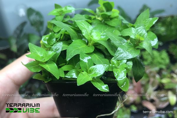 Cây Rau Thơm thủy sinh 1 Tìm hiểu về đặc điểm sinh học của cây Rau Thơm Thủy sinh