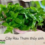 cây rau thơm thủy sinh