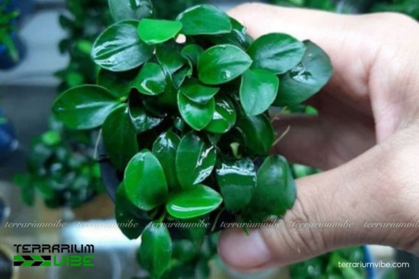 Cây Ráy Black Nana 1 Thông tin về đặc điểm sinh học của cây Ráy Black Nana