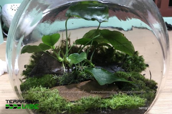 Cây Ráy Black Nana 4 Những yếu tố về môi trường cần chú ý khi chăm sóc Ráy Black Nana