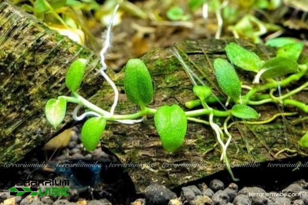 Cây Ráy Dây Leo 1 Phân loại học và đặc điểm hình thái của cây Ráy Dây Leo