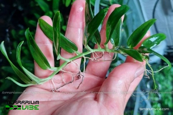 Cây Ráy Dây Leo 2 Cây Ráy Dây Leo sống trong môi trường ưa ẩm và râm mát