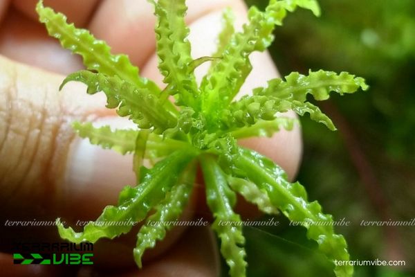 Cây Sao Nhỏ 1 Phân loại học và đặc tính sinh học cây Sao Nhỏ