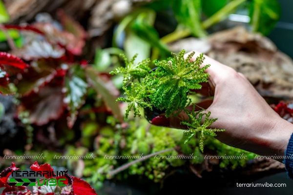 Cây Sao Nhỏ 2 Cây Sao Nhỏ sống trong môi trường nước và cạn